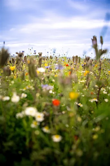 Outdoor Pilates at The Flower Belt, Harrogate