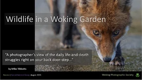 Wildlife in a Woking Garden