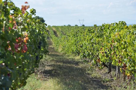 Discover Bulgarian Wine