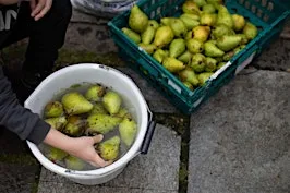 Planning Glasgow's Community Fruit Harvest