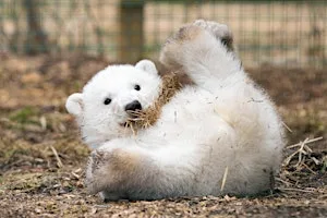 New Parent Socials at Highland Wildlife Park