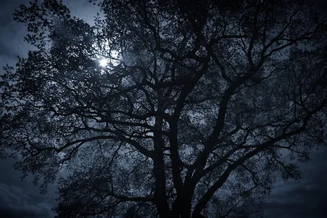 NWT Sweet Briar Marshes - Winter stargazing (Adult event 10 Nov)