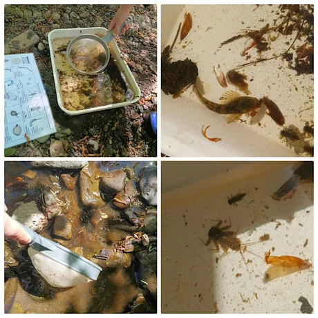 River Dipping