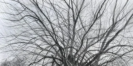 Native Black Poplars: Poetry Workshop