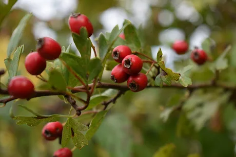 Autumn Herbal Remedies