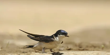 House martins: An evening talk - Woolley Firs, Maidenhead, Thursday 11 March 2027