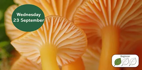 Introduction to Waxcap Grasslands