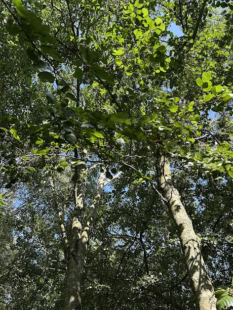Forest Therapy at Flag Fen
