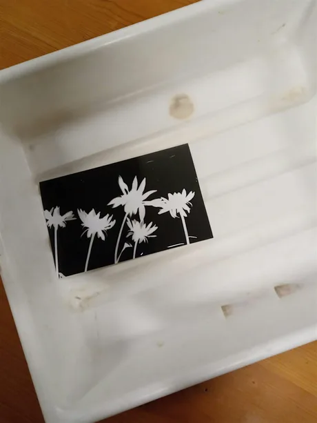 Pop Up Darkroom with Plant Based Developer - Session 1
