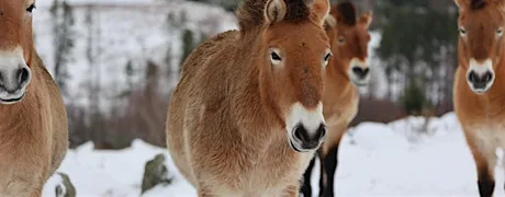 Winter Explorers at Highland Wildlife Park 2026
