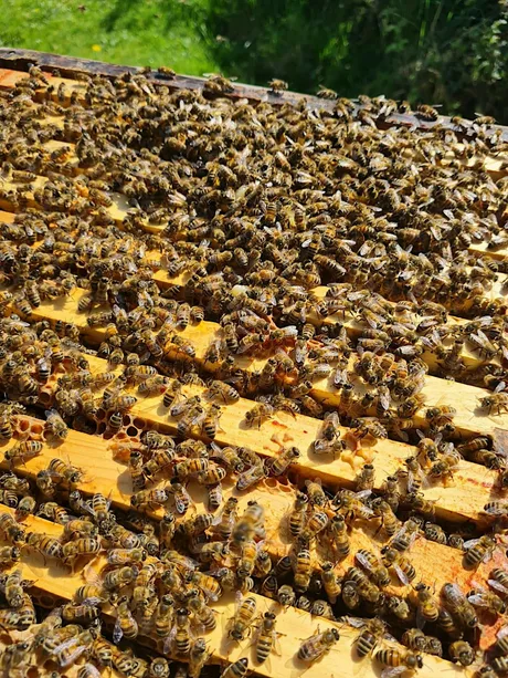 Beekeeping for beginners