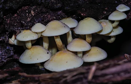 After Dark: UV Fungi Walk