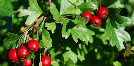 Tree & Shrub Identification Morning