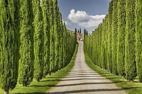 Elite wines of Italy: Tuscans and Super Tuscans