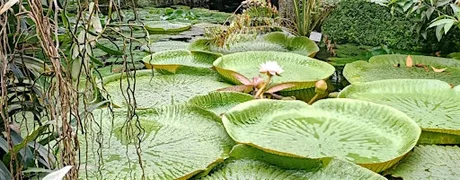 Art in Nature Afternoon
