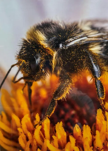 Bees, Blooms & Beekeeping