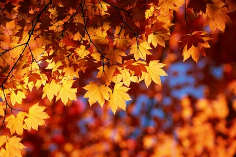 Wreath-making Workshop: Autumn & Halloween