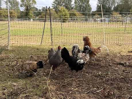 Chick, Chat & Chill