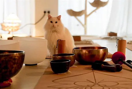 Cat Sound Bath