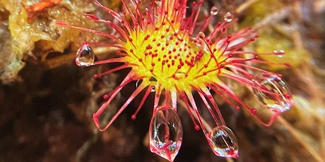 Plantasia: Go peat-free for the planet