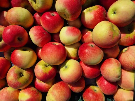 Apple Harvest Morning