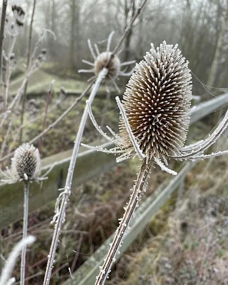 Winter Wildlife Walks - Kenilworth