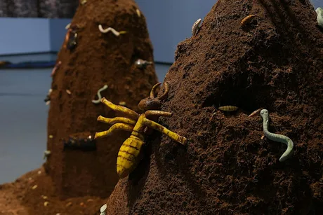 Darch Collective Make an insect Family Session| Sesiwn i Deuluoedd