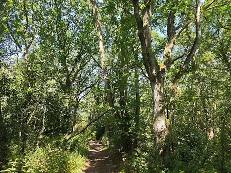 Forest Bathing 01/11/2026