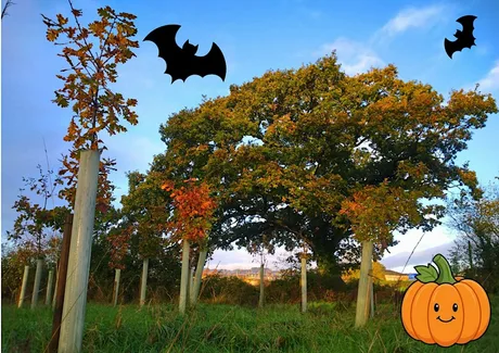 Halloween Tree Planting at Mosshayne Farm