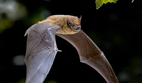 Bats, Moths & Moonlight - Nocturnal Nature Walk