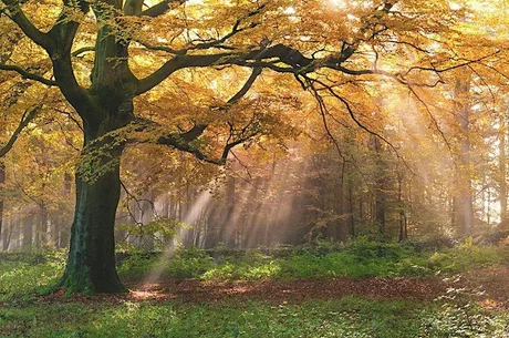 Ecstatic Dance - Move in Nature
