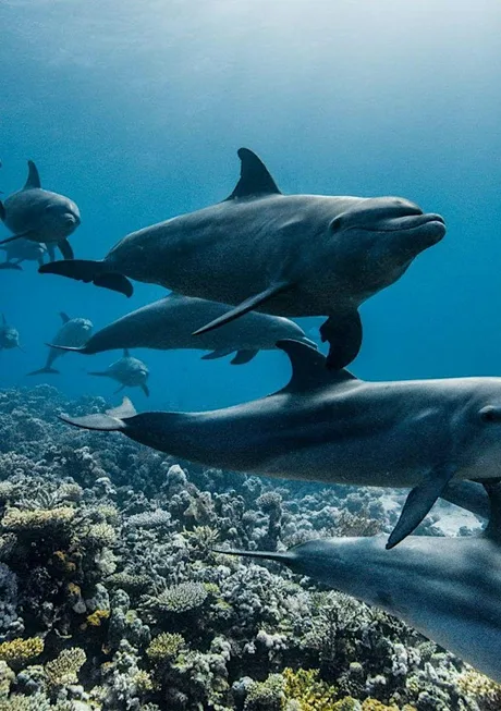 Ocean with David Attenborough: Film Screening and Expert Panel Discussion