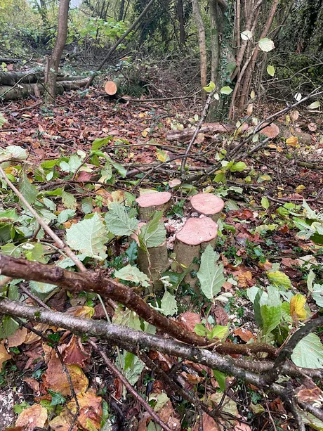 Woodland Coppicing & Bundle Building