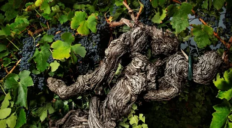 Old Vines ~ Wine Dinner