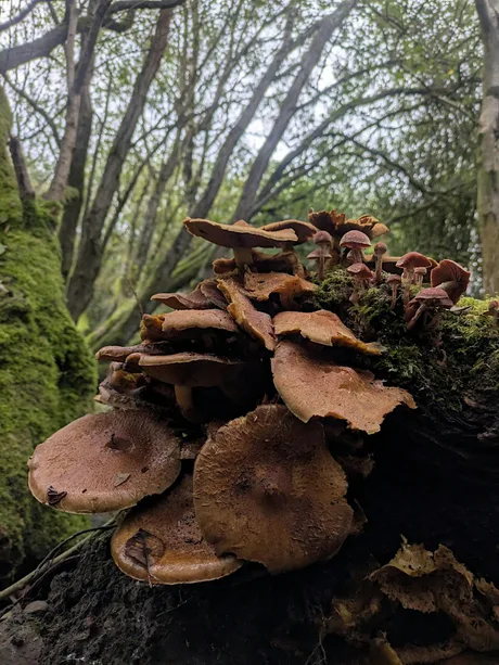 Fungi walk with Discover the Wild
