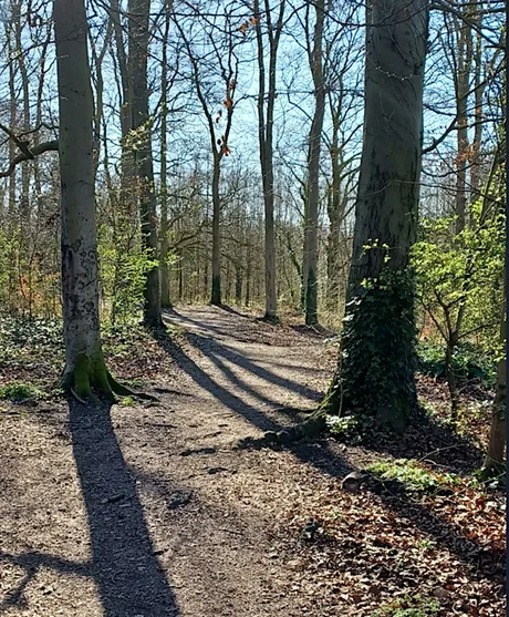 Cambridgeshire Free Tree & Hedgerow Pack Giveaway 2026/27