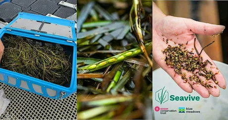 Seed Sorting with Seavive