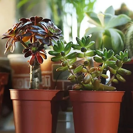 Paint-a-pot & Pot-a-plant Workshop