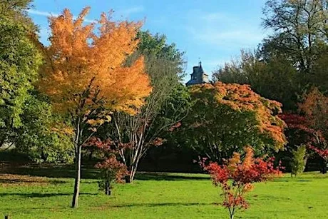 Winter Sound Walk at Bute Park