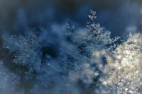Winter Wonderland