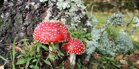 Woodland Fungal Foray with Dr. Paul Dowding (Wicklow)