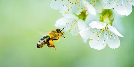 Honeybee Class 2026 - New Parents Meeting - September 2026
