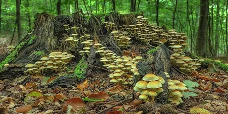 Family Magic of Mushrooms (8+)
