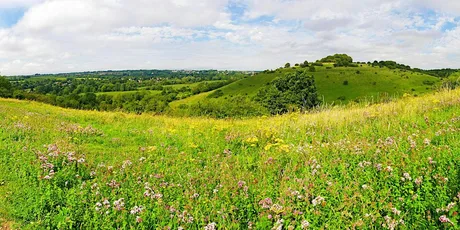 Wildflower ID Course