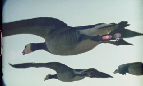 Super Nature (PG)