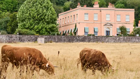 Killerton Harvest