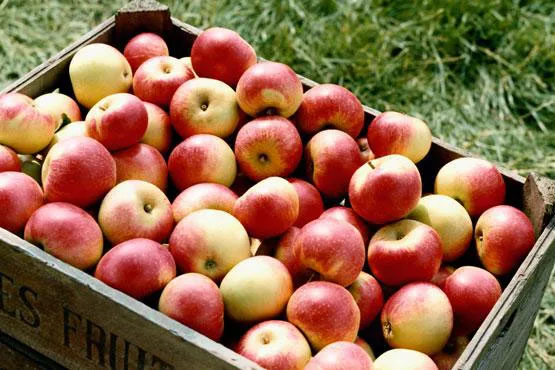 Apple Day – Apple Throwing Championships & The World Jam Festival