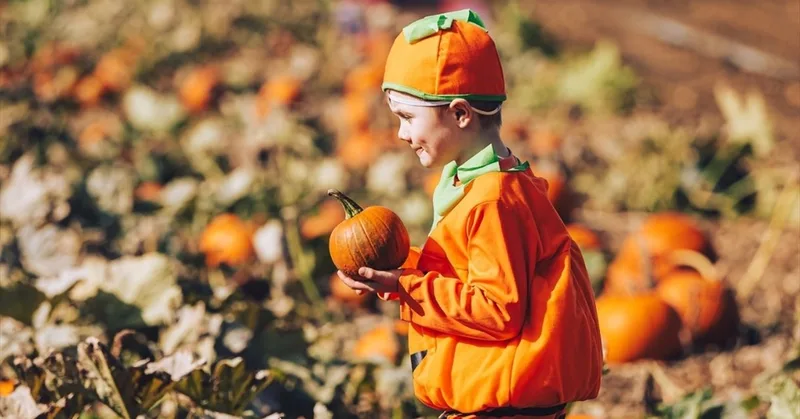 Pumpkin Patch at Avon Valley Adventure Park