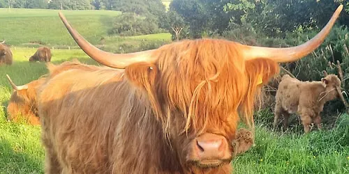 Highland Cow Experience ๐ฎ