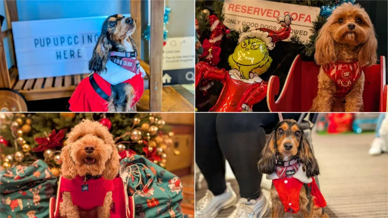 Cambridge - Dashing Spaniel & Doodle Christmas Tour 🎄